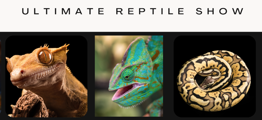 Events https://gardencityrealty.icnd-cdn.com/images/events/Ultimate Rep Show 2024.png